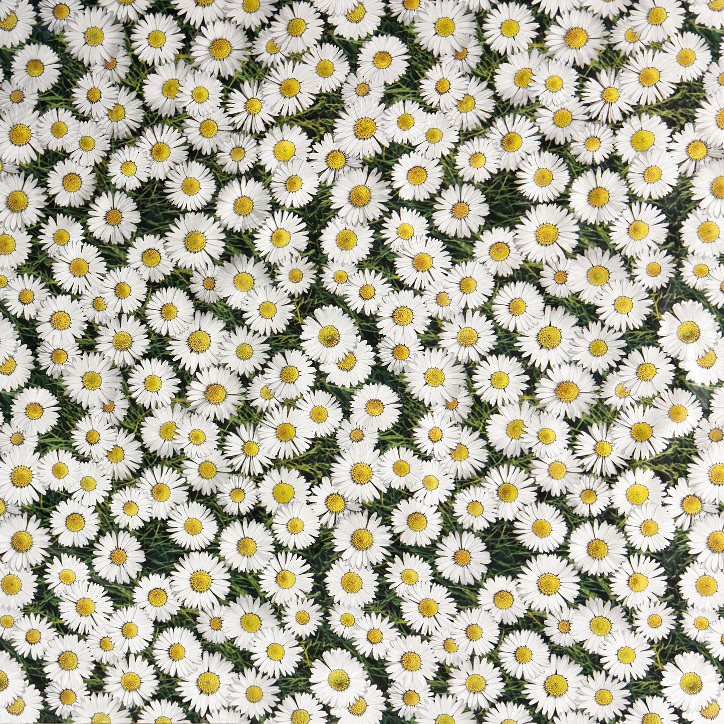 Wachstuch Tischdecke Margerite Blumenwiese