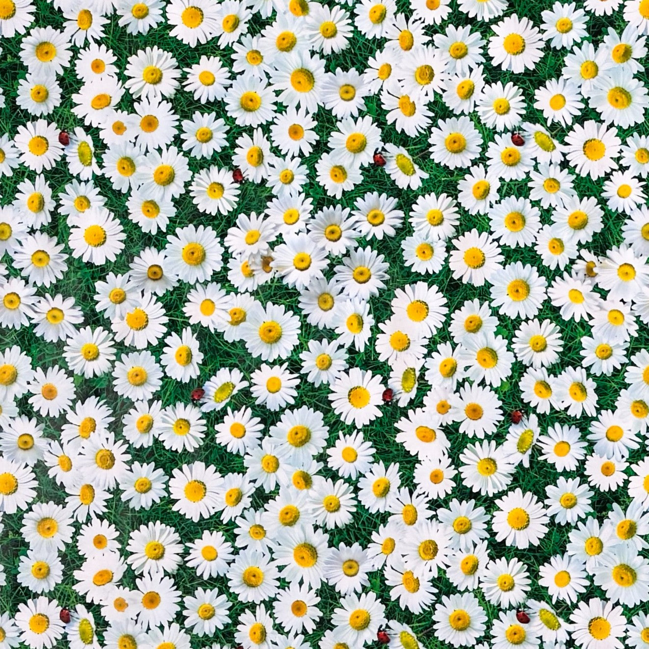 Rechteckige Wachstuch-Tischdecke mit dichtem Gänseblümchen-Muster. Zahlreiche weiße Blüten mit gelber Mitte bedecken einen grünen Hintergrund aus Blättern und Gräsern und erzeugen die Optik einer blühenden Sommerwiese. Zwischen den Blüten sind vereinzelt kleine Marienkäfer zu sehen, die dem floralen Design einen natürlichen und verspielten Akzent verleihen. Die Tischdecke fällt über die Kanten eines Tisches herab.