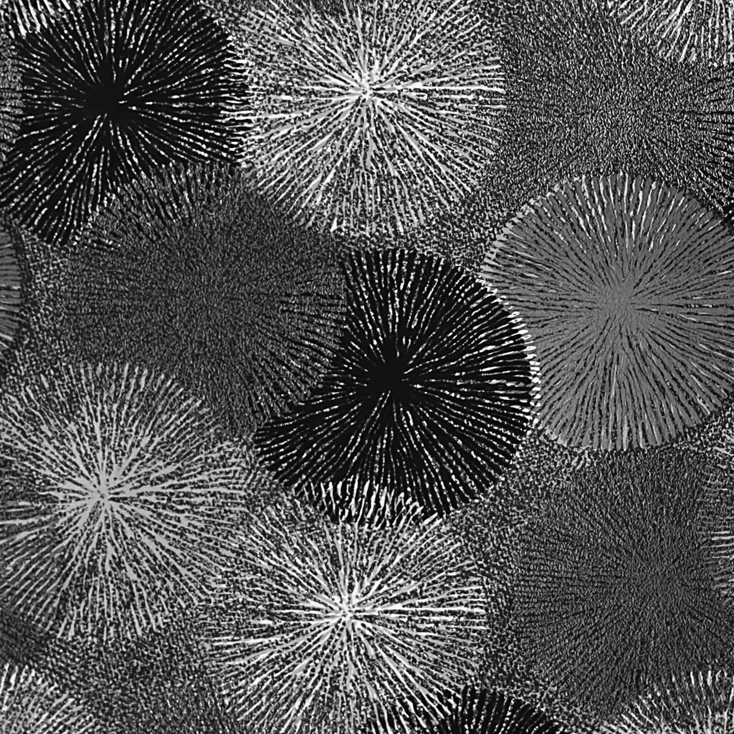 Wachstuch Tischdecke Pusteblume schwarz weiß