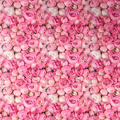 Wachstuch Tischdecke Rosen Pfingstrosen rosa